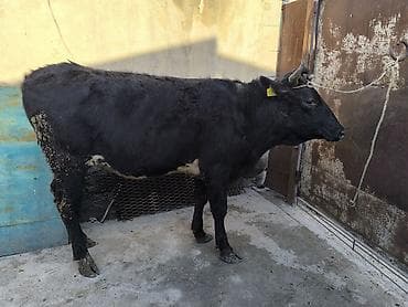 голова лошади: Продаю | Бык (самец) | Голштин | На откорм | Привязанные — 6