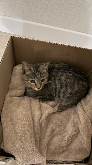 отдам кошечку в добрые руки: Кошка даром: Беспородная, 5 месяцев, Девочка, Приучена к лотку — 2