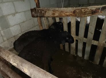 Продаю | Баран (самец) | Для разведения