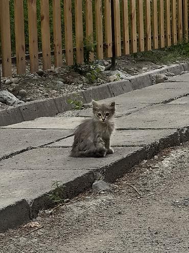 scottish fold: Бишкек! Кто давно хотел - это ваш знак 💫 Заберите котенка, кто хочет и — 2