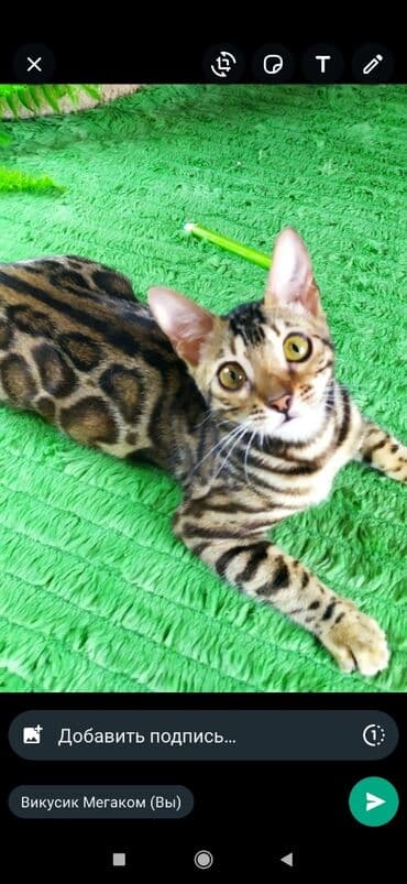 бенгальский леопардовый кот: Друзья !! в проф питомнике Бен Гла Мур новые детки .Бенгальские котята — 20