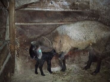 Ламинат: Продаю | Овца (самка) | Арашан — 5