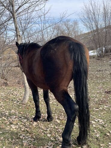 срочно продаю в связи с переездом: Продаю | Конь (самец) | Для разведения | Племенные — 7
