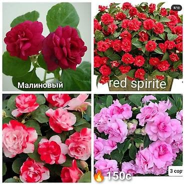 Комнатные растения: В наличии крупные детки, бальзаминов по 100 с -150 с. Возможна — 4