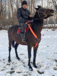 продажа домашних животных: Продаю | Жеребец | Английская | Конный спорт — 6