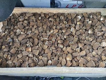 Козу карын свежий