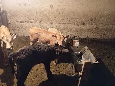 куплю дойную карову: Продаю | Музоо, торпок | На забой, Для молока — 1