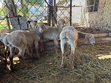 морской аквариум купить: Продаю | Ягненок | Арашан | Для разведения | Племенные — 7