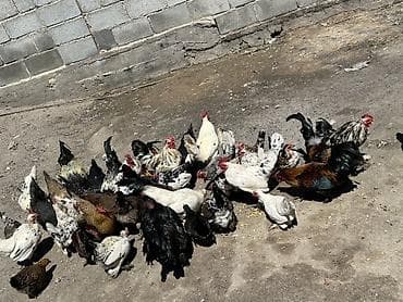 cat chow: Продаю | Куры | Домашняя | Для разведения — 9