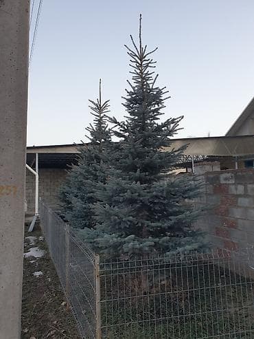 реальному: Саженцы деревьев: Ели, Самовывоз — 1