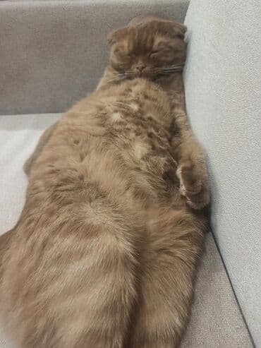 питомник сфинксов бишкек: Скотиш Фолд (Шотландская вислоухая), 1 год, Мальчик, Шоколадный, Приучена к лотку — 2