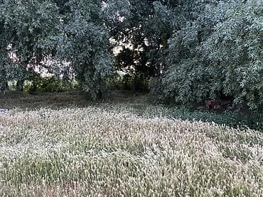 купить квартиру в рассрочку от застройщика: 5 соток, Для строительства, Красная книга — 5