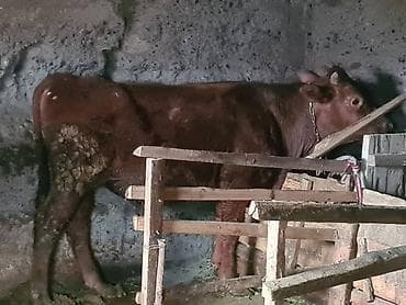 тайлар арзан: Продаю | Музоо, торпок | Полукровка | На откорм — 9