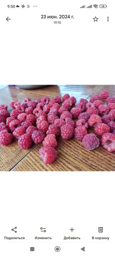 malina.kg продажа малины оптом в бишкеке новопокровка фото: Малина — 8