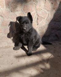 Ит кууту: Немис овчаркасы, 2 айлык, Эркек, Эмделген, Ит тегин тастыктоочу документ — 1