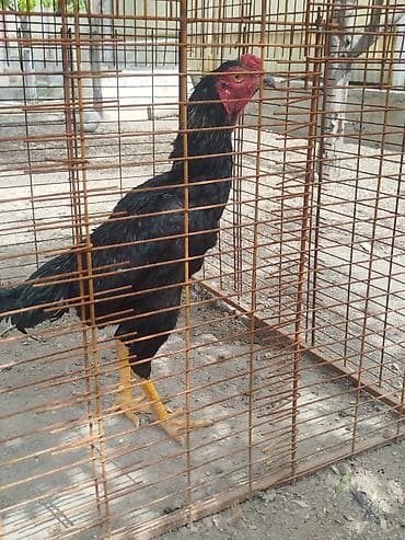 летучая мыш: Дакан короздор сатылат алмашу жолдору бар жемге жугоруго дакандарга — 8