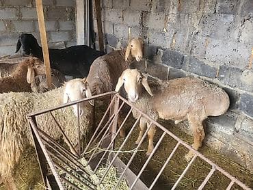 шкура баран: Продаю | Баран (самец) | Полукровка | Для разведения | Ярка — 1