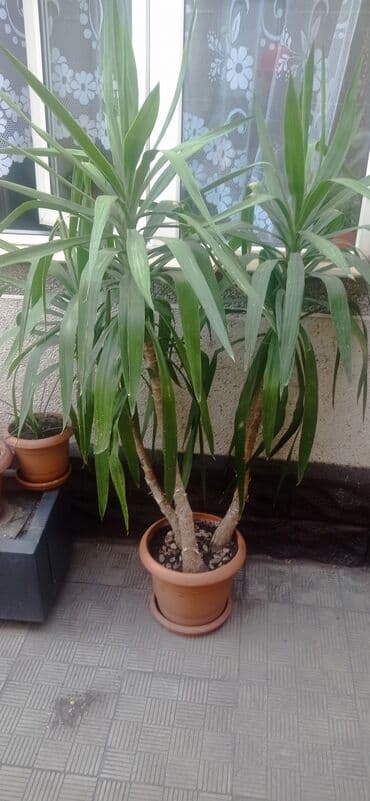 где купить водоросли для аквариума: Комнатные цветы !!! — 1