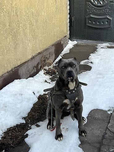 Вязка собак: Питбуль чистокровный — 3