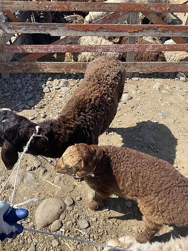 гесарские бараны: Продаю | Овца (самка) | Для разведения | Матка — 2