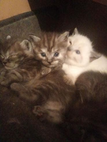 сибирская гладкошерстная кошка: Котёнок с голубыми глазами, колор-пойнт (светлая шерсть с тёмными — 4