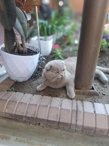 кошка рысь: Шотландская вислоухая кошка (Scottish Fold), окрас сплошной — 2
