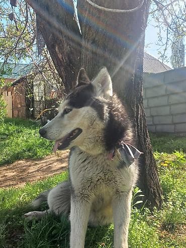 Сибирский хаски — взрослый кобель с классическим черно-белым окрасом и