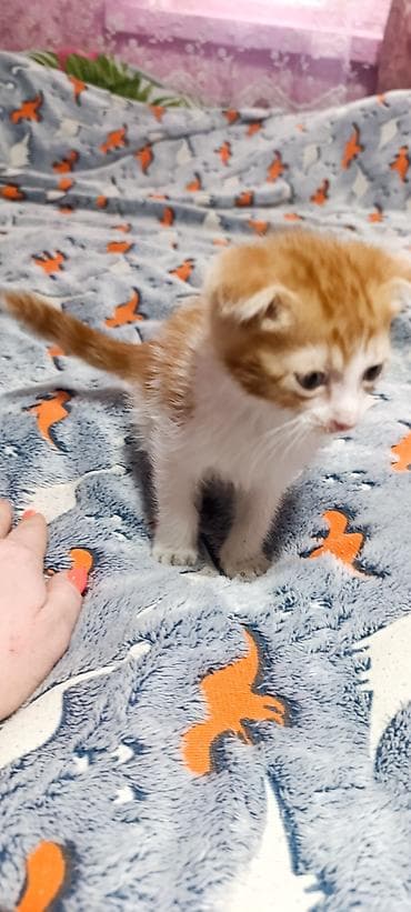 продажа котиков: Котята шотландские вислоухие (скоттиш-фолд) - Окрас: белый (несколько — 2