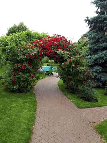 обмен на комнатные растения: Обрезка плодовых и декоративных деревьев, винограда,роз и других — 8