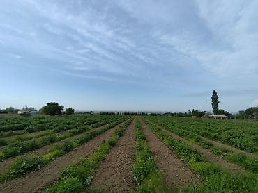 Продажа участков: 150 соток, Для бизнеса, Тех паспорт — 2