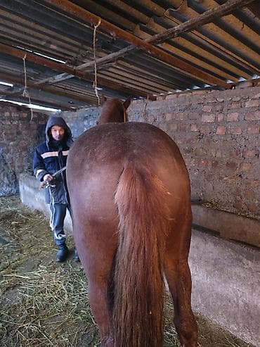 Продаю | Жеребец | Рабочий | Осеменитель at lalafo.kg Продаю | Жеребец | Рабочий | Осеменитель