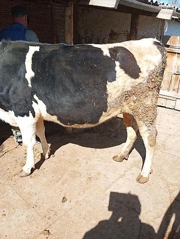 рыбы купить: Продаю | Корова (самка) | Голштин | Для молока | Привязанные — 3