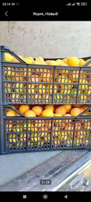 ковры бишкек цена: Пластиковый Ящик, Новый — 1