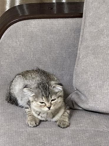 Британская короткошёрстная, 2 месяца, Девочка, Серый, Приучена к лотку