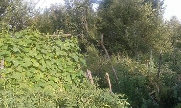 кантанер дом: Продаю ДОМ участок 36 соток и 18 соток, ширина 42 м. длина 78 м — 6