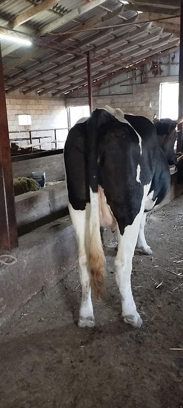 апарат дойка: Продаю | Корова (самка) | Голштин | Для молока | Привязанные — 3