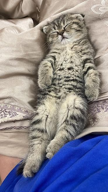 Кошки: Шотландский вислоухий котёнок (скоттиш-фолд) - Окрас: тигровый — 2