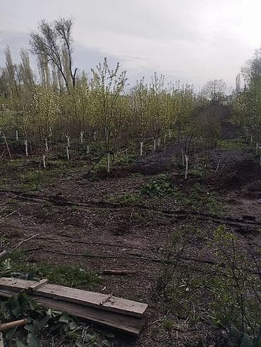 мин булак: 13 соток, Курулуш, Кызыл китеп, Сатып алуу-сатуу келишими — 4