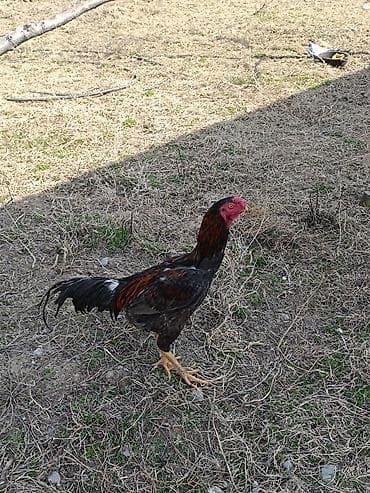 Услуги ветеринара: Продаю | Петух | Бойцовая | Для разведения — 6