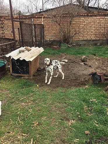 немецкий овчарки щенки: Далматин, 2 года, Самец, С прививкой — 3