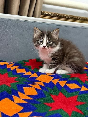 продам котят: Беспородная, 1 месяц, Мальчик, Рыжий, Приучена к лотку — 3