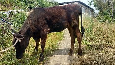 гусьи: Продаю | Бык (самец) | На откорм | Привязанные — 1
