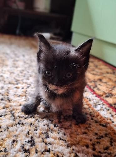 отдам бесплатно котенка: Домашние котята. В хорошие руки — 3