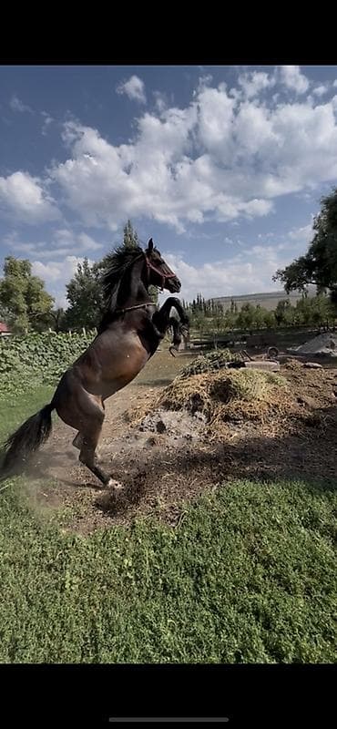 ат кок бору: Продаю | Кобыла (самка) | Кара Жорго | Конный спорт — 7