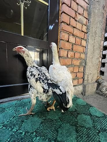 дикие утки: Продаю | Петух | Бойцовая | Для боев — 3