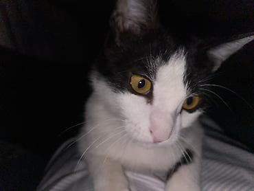 Отдам даром кошку: Мальчик — 1