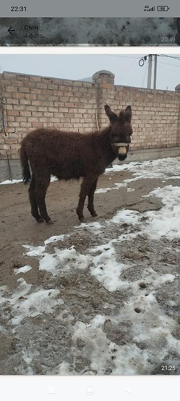 турбо ишак купить: Осёл (молодой жеребец), темно-каштановый, длинношёрстный тип — 1