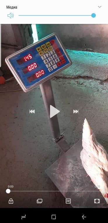 продажа щенков немецкой овчарки с документами в бишкеке: Продаю | Куры | Несушки — 2