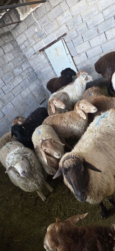 бараньи головы: Продаю | Овца (самка), Ягненок, Баран (самец) | Полукровка, Меринос, Арашан | На забой, Для разведения — 8