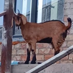 продам козу дойную: Продаю | Коза (самка) | Для молока | Племенные — 6